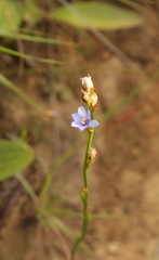 Aristea torulosa