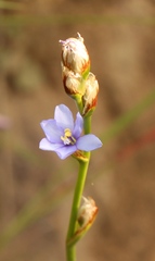Aristea torulosa