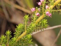 Erica aestiva