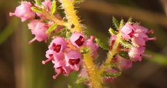 Erica aestiva