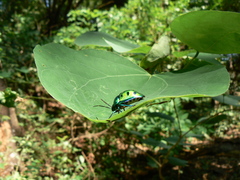 Chrysocoris purpureus