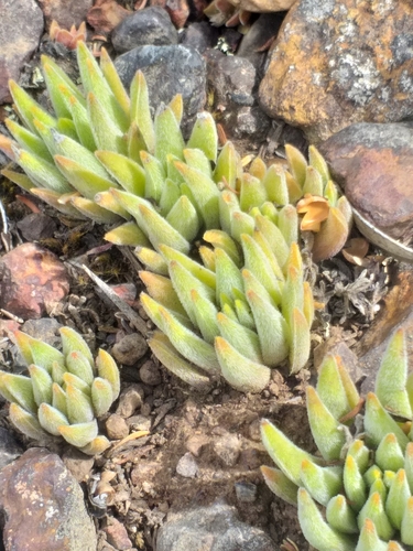 Crassula nudicaulis