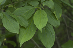 Rhamnus davurica