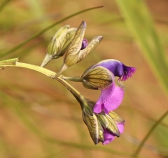 Polygala gracilenta