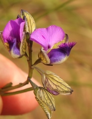 Polygala gracilenta