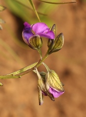 Polygala gracilenta