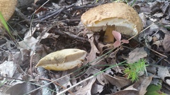 Leccinellum rugosiceps