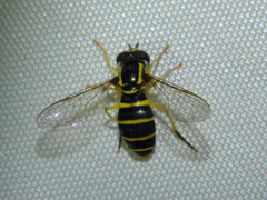 Xanthogramma flavipes