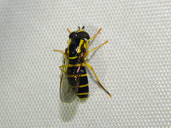 Xanthogramma flavipes