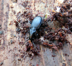 Pterostichus aethiops