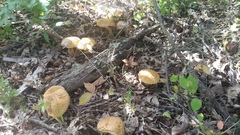 Leccinellum rugosiceps