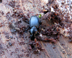 Pterostichus aethiops