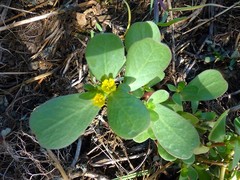 Portulaca oleracea image