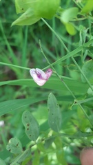 Lathyrus niger
