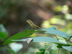 Calotes versicolor