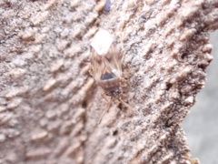 Hyalochilus ovatulus