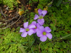 Oxalis zeekoevleyensis