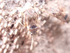 Hyalochilus ovatulus