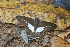 Seseria strigata