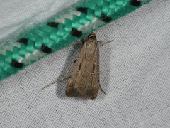 Tathorhynchus fallax