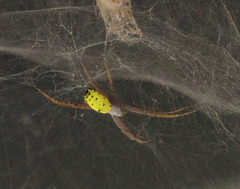 Cyrtophora cylindroides