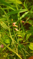 Lathyrus niger