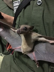 Rousettus amplexicaudatus