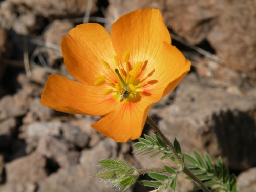 Arizona poppy