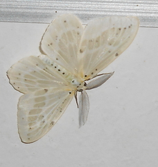 Genusa