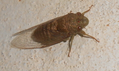 Dundubia