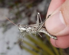 Schistocerca ceratiola