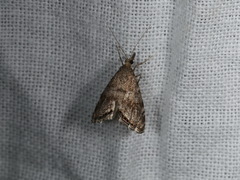 Glaucocharis dilatella