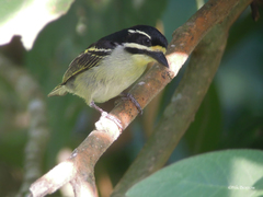 Pogoniulus subsulphureus flavimentum