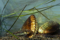 Knipowitschia panizzae