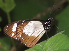 Amauris ochlea ochlea