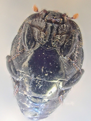 Saprinus discoidalis