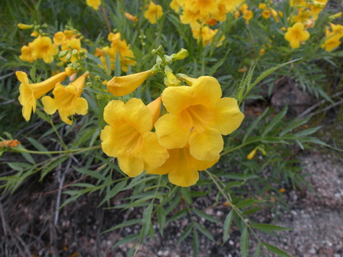 Tecoma stans angustata
