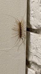 Scutigera coleoptrata
