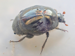 Saprinus discoidalis