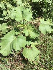 Xanthium cavanillesii
