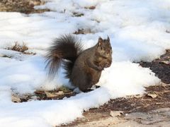 Sciurus carolinensis