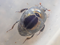 Saprinus discoidalis