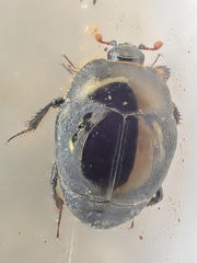 Saprinus discoidalis