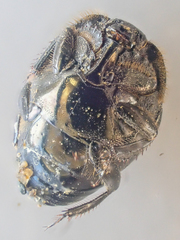 Saprinus discoidalis