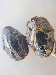 Saprinus discoidalis