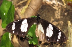 Amauris ochlea ochlea