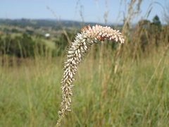 Kniphofia buchananii