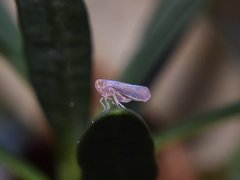 Omolicna