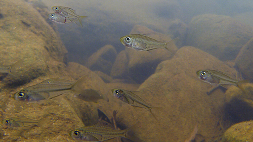 Pseudoambassis jacksoniensis