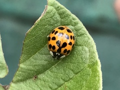 Harmonia axyridis